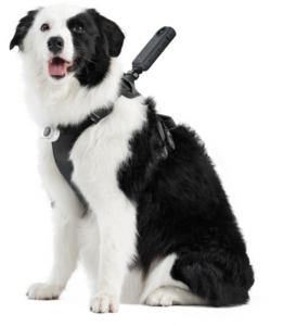 800q-01_133859 Mustavalkoinen koira käyttää Insta360 Pet Harness Mount Size L -lemmikkivaljaat -valjaita, joiden selässä on toimintakamera, istuu ja katsoo kameraa suu auki.