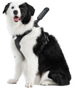 800q-01_133859 A black and white dog wearing an Insta360 Pet Harness Mount Size L with an action camera on the back sits and watches the camera with his mouth open.