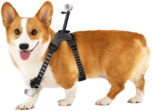800q-01_133926 Iloinen ruskeavalkoinen corgi käyttää Insta360 Pet Harness Mount Size M -lemmikkivaljaat -valjaita, joihin on kiinnitetty kaksi kameraa, toinen selässä ja toinen rinnassa, kun se seisoo kameraan päin.