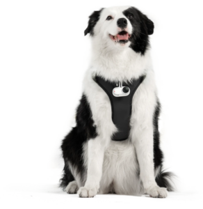 800q-02_133859 Insta360 Pet Harness Mount Size L -lemmikkivaljaat
