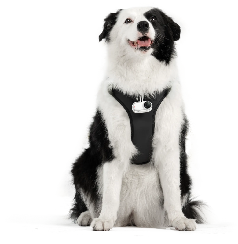 800q-02_133859 Insta360 Pet Harness Mount Size L -lemmikkivaljaat