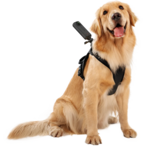 800q-04_133859 Insta360 Pet Harness Mount Size L -lemmikkivaljaat
