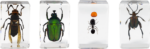 Celestron 3D Bug Kit #5 -mikroskooppinäytesarja