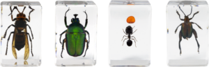 800q-01_118899 Celestron 3D Bug Kit #5 -mikroskooppinäytesarja