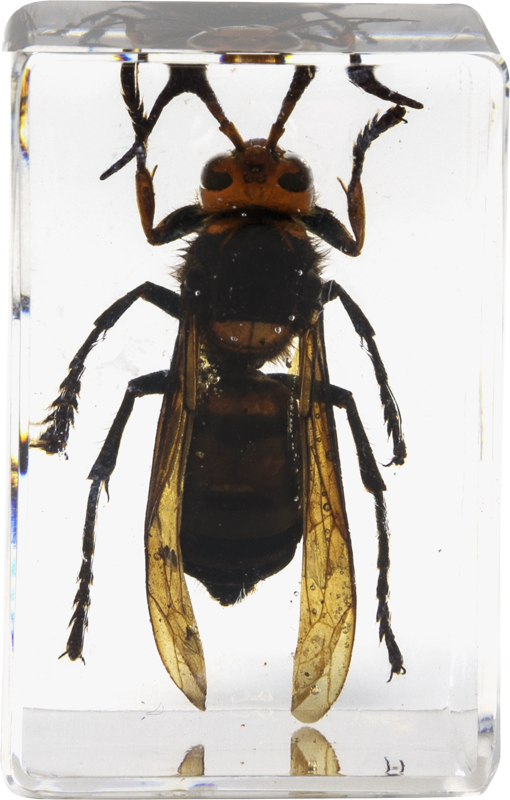 800q-02_118899 Celestron 3D Bug Kit #5 -mikroskooppinäytesarja