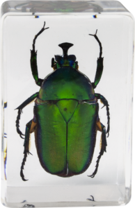 800q-03_118899 Celestron 3D Bug Kit #5 -mikroskooppinäytesarja