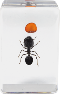800q-04_118899 Celestron 3D Bug Kit #5 -mikroskooppinäytesarja