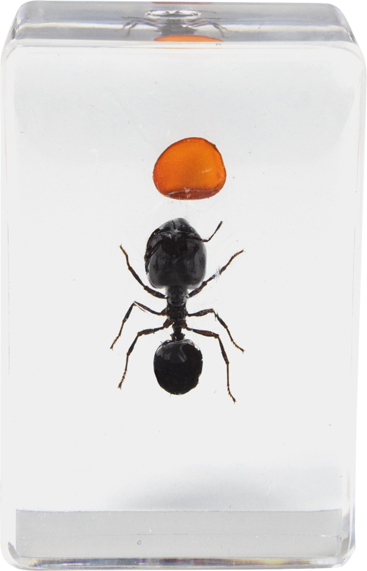 800q-04_118899 Celestron 3D Bug Kit #5 -mikroskooppinäytesarja