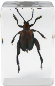 800q-05_118899 Celestron 3D Bug Kit #5 -mikroskooppinäytesarja