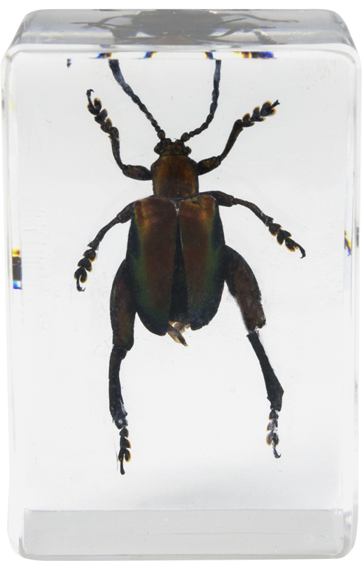 800q-05_118899 Celestron 3D Bug Kit #5 -mikroskooppinäytesarja